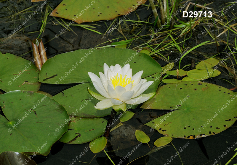 Fragrant Water-lily (Nymphaea odorata)